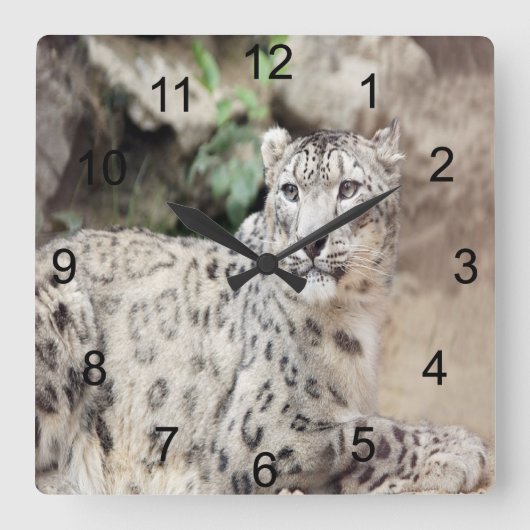 Snow Leopard Vierkante Klok (Voorkant)