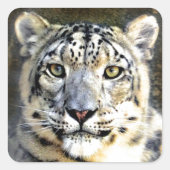 Snow Leopard Vierkante Sticker (Voorkant)