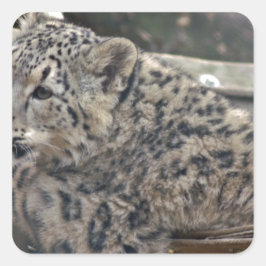 Snow Leopard Vierkante Sticker