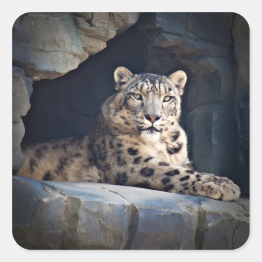 Snow Leopard Vierkante Sticker (Voorkant)