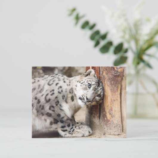 Snow Leopard Wild Cat Briefkaart (Staand voorkant)