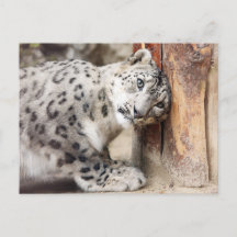 Snow Leopard Wild Cat