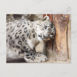 Snow Leopard Wild Cat Briefkaart