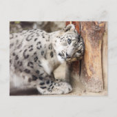 Snow Leopard Wild Cat Briefkaart (Voorkant)