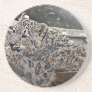 Snow Leopard Zandsteen Onderzetter