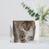 Snow Lynx Briefkaart (Staand voorkant)