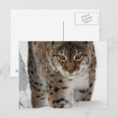 Snow Lynx Briefkaart (Voorkant / Achterkant)