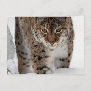 Snow Lynx Briefkaart