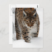 Snow Lynx Briefkaart (Voorkant / Achterkant)
