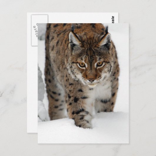 Snow Lynx Briefkaart (Voorkant / Achterkant)