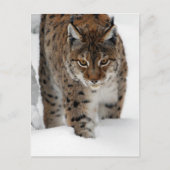 Snow Lynx Briefkaart (Voorkant)