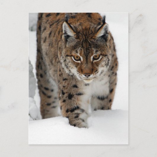 Snow Lynx Briefkaart (Voorkant)