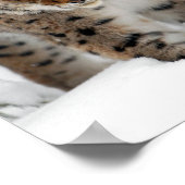 Snow Lynx Poster (Hoek)