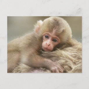 Snow Monkey Baby, Jigokudani, Nagano, Japan 2 Briefkaart