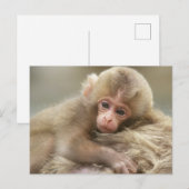 Snow Monkey Baby, Jigokudani, Nagano, Japan 2 Briefkaart (Voorkant / Achterkant)