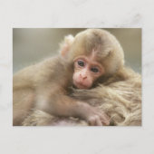Snow Monkey Baby, Jigokudani, Nagano, Japan 2 Briefkaart (Voorkant)