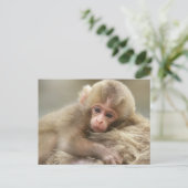 Snow Monkey Baby, Jigokudani, Nagano, Japan 2 Briefkaart (Staand voorkant)