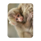 Snow Monkey Baby, Jigokudani, Nagano, Japan 2 Magneet (Verticaal)