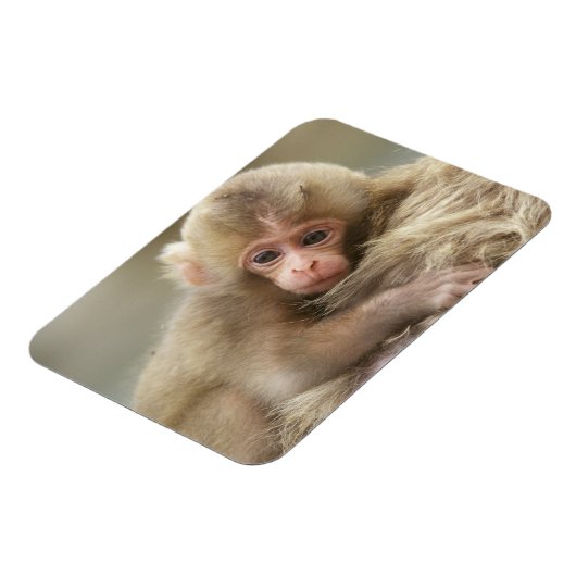 Snow Monkey Baby, Jigokudani, Nagano, Japan 2 Magneet (Linkerzijde)