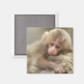 Snow Monkey Baby, Jigokudani, Nagano, Japan 2 Magneet (Voorkant / Achterkant)