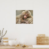 Snow Monkey Baby, Jigokudani, Nagano, Japan 2 Poster (Keuken)