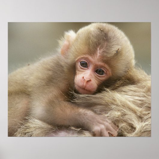 Snow Monkey Baby, Jigokudani, Nagano, Japan 2 Poster (Voorkant)