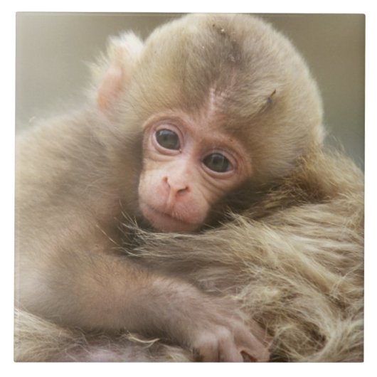 Snow Monkey Baby, Jigokudani, Nagano, Japan 2 Tegeltje (Voorkant)