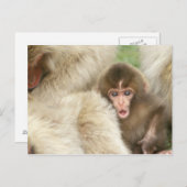 Snow Monkey Baby, Jigokudani, Nagano, Japan Briefkaart (Voorkant / Achterkant)