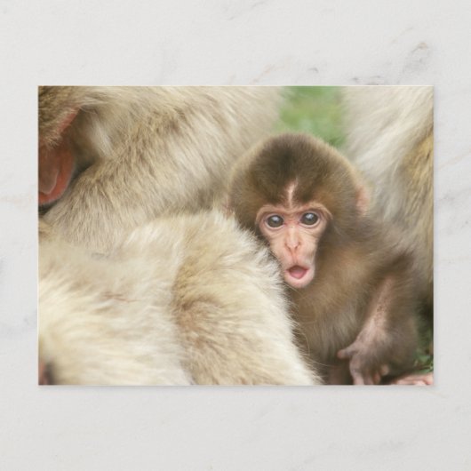 Snow Monkey Baby, Jigokudani, Nagano, Japan Briefkaart (Voorkant)