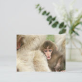 Snow Monkey Baby, Jigokudani, Nagano, Japan Briefkaart (Staand voorkant)