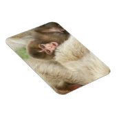 Snow Monkey Baby, Jigokudani, Nagano, Japan Magneet (Rechterzijde)