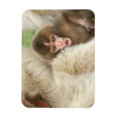 Snow Monkey Baby, Jigokudani, Nagano, Japan Magneet (Verticaal)