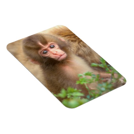 Snow Monkey Baby Portret Magneet (Rechterzijde)