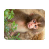 Snow Monkey Baby Portret Magneet (Horizontaal)