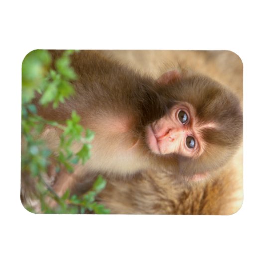 Snow Monkey Baby Portret Magneet (Horizontaal)