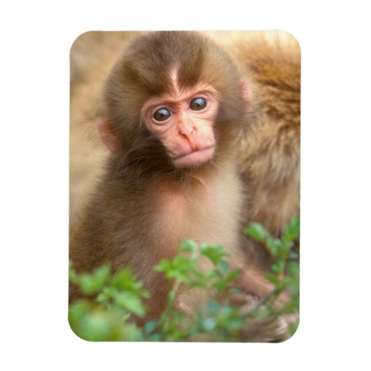 Snow Monkey Baby Portret Magneet (Verticaal)