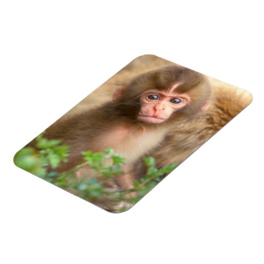 Snow Monkey Baby Portret Magneet (Linkerzijde)