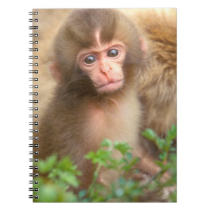 Snow Monkey Baby Portret Notitieboek