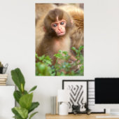 Snow Monkey Baby Portret Poster (Thuiskantoor)