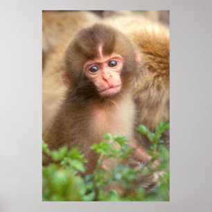 Snow Monkey Baby Portret Poster