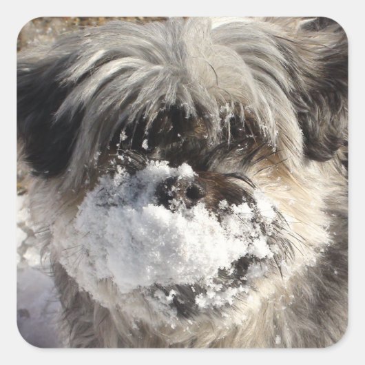 Snow on Dog's Nose Sticker (Voorkant)