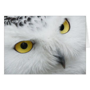 Snow Owl