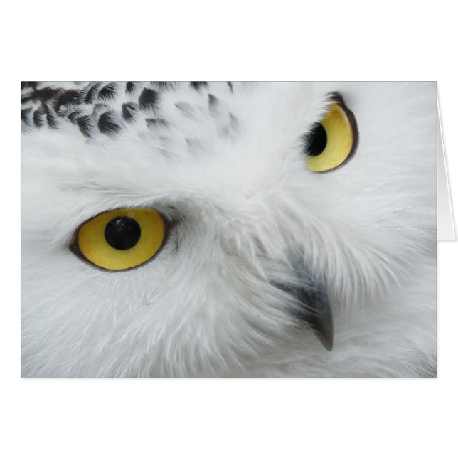 Snow Owl (Voorkant Horizontaal)