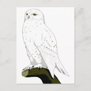 Snow Owl Briefkaart