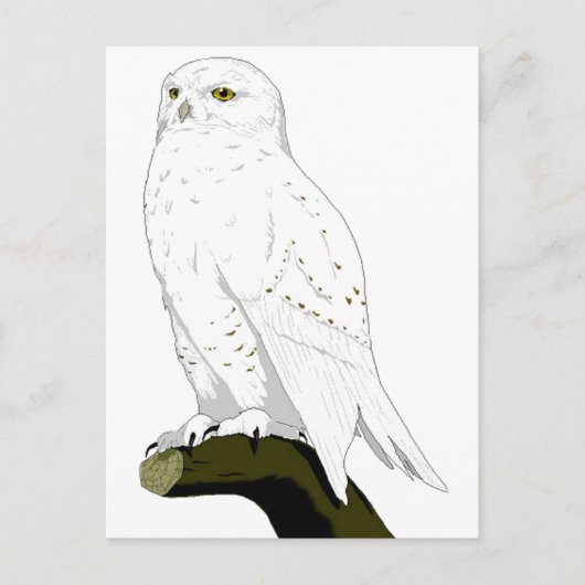 Snow Owl Briefkaart (Voorkant)