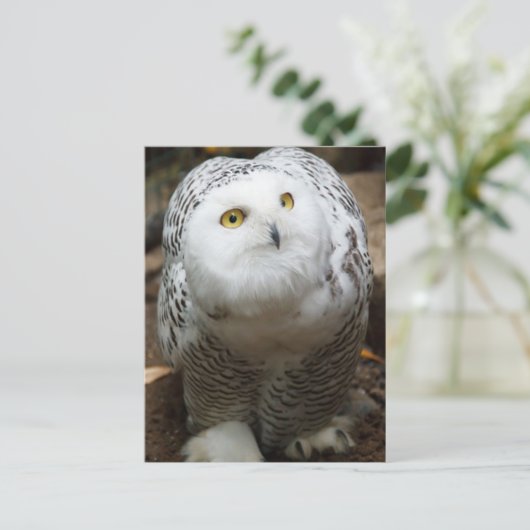 Snow Owl Briefkaart (Staand voorkant)