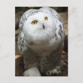 Snow Owl Briefkaart (Voorkant)