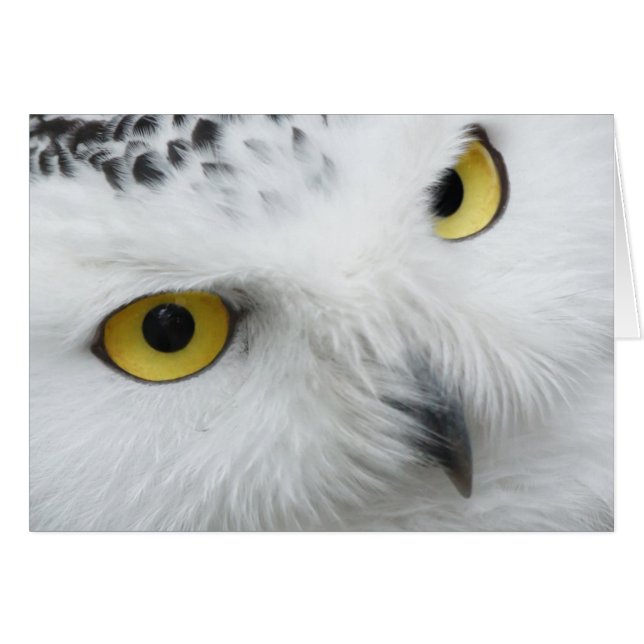 Snow Owl Eyes (Voorkant Horizontaal)
