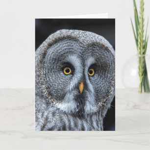 SNOW OWL Fotografie VERJAARDAGS Kaarten