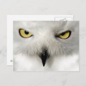 Snow Owl Post Card Briefkaart (Voorkant / Achterkant)